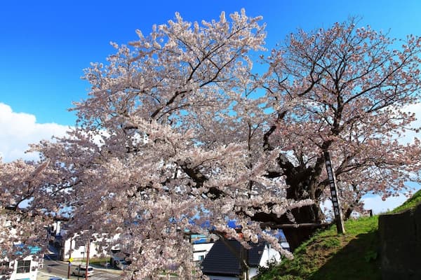 松前公園　天神坂にある夫婦桜